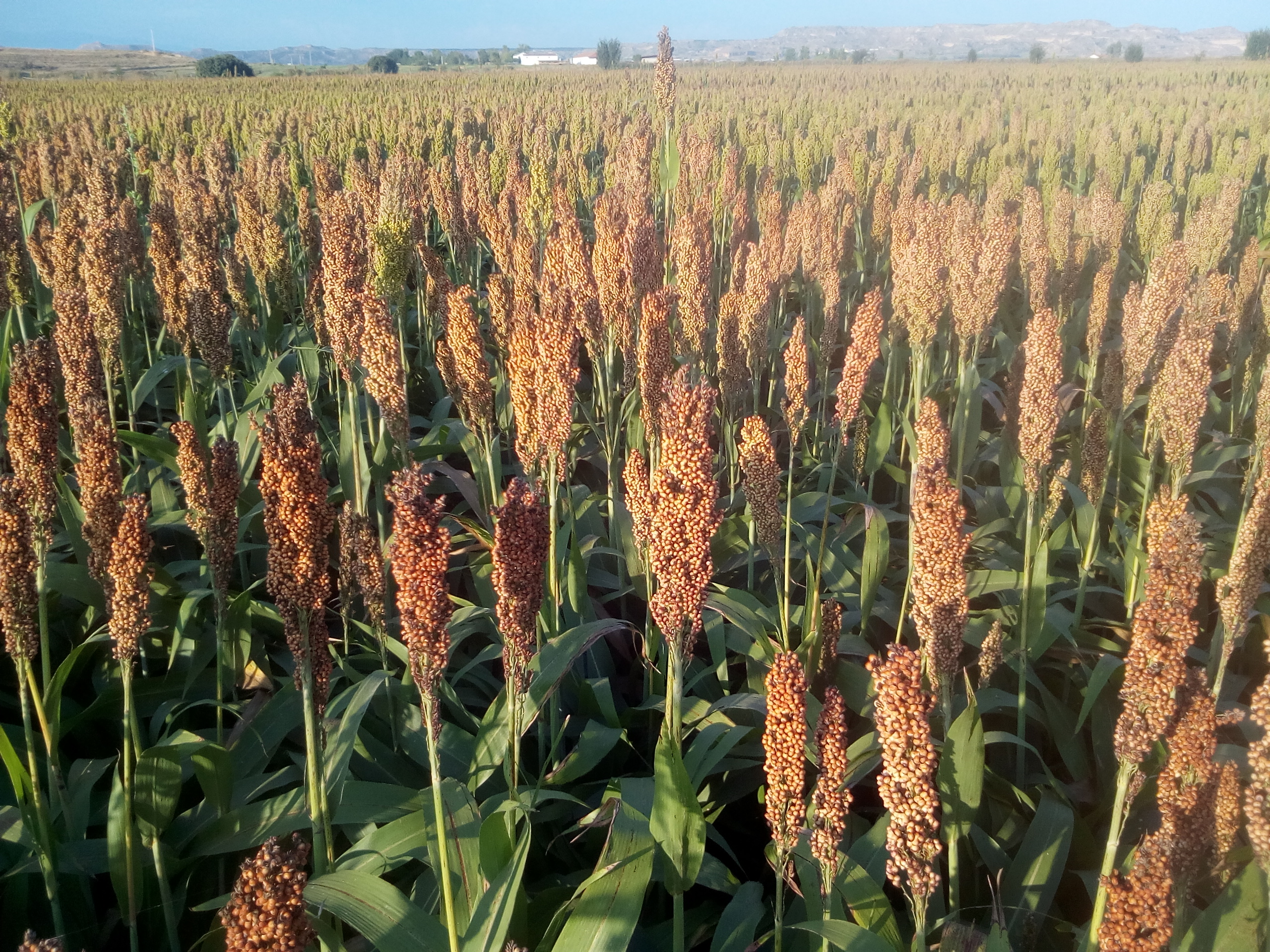 Sorgo